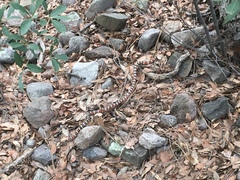 Lampropeltis knoblochi