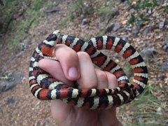 Lampropeltis knoblochi