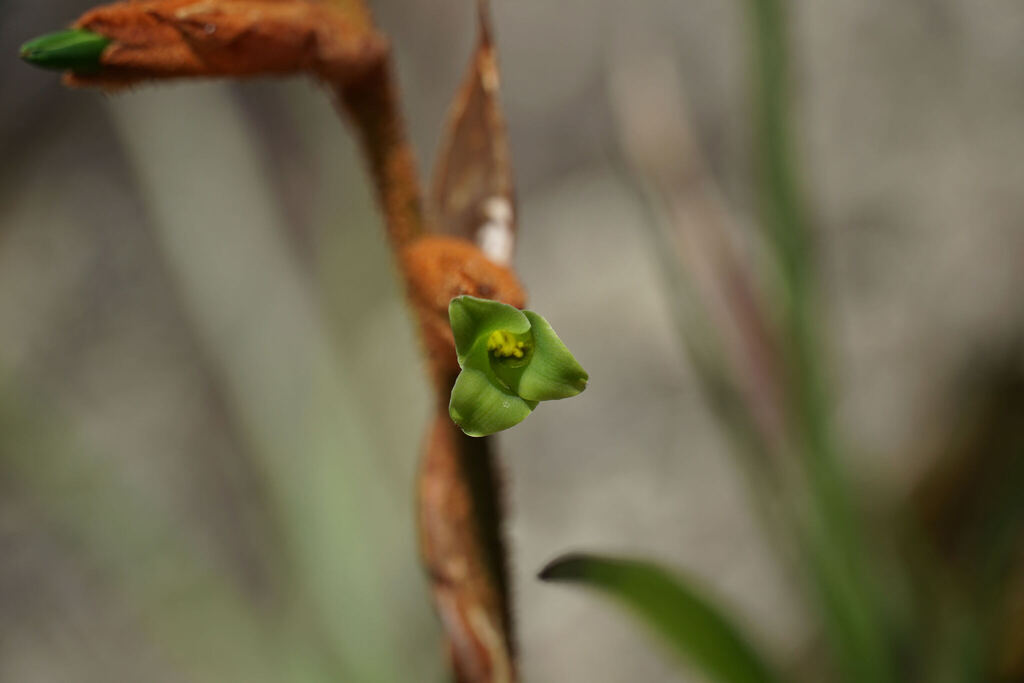 Puya cochabambensis; photograph (c) Connor Connolly-Moyls, some rights reserved (CC BY)