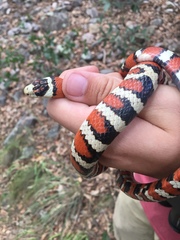 Lampropeltis knoblochi