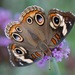 Mariposas Ojos de Venado Y Parientes - Photo (c) billiken, algunos derechos reservados (CC BY-NC), subido por billiken