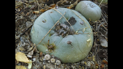 Lophophora diffusa