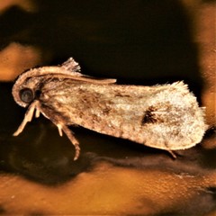 Acrolophus texanella