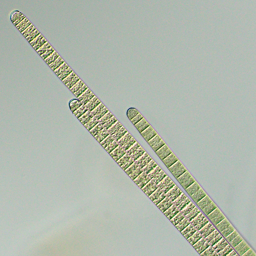 Microcoleus observed 2025-06-29