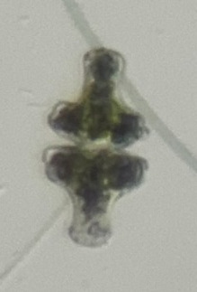 Euastrum attenuatum