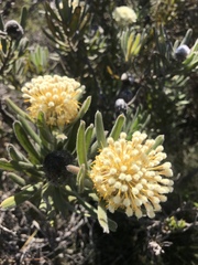 Isopogon