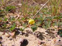 Chamaecrista kunthiana