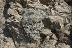 Chaenactis suffrutescens