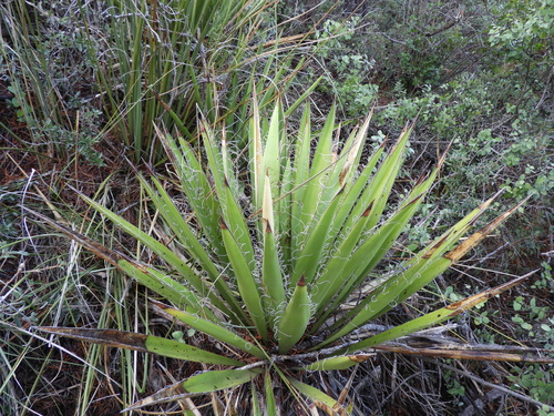 Image of Yucca carnerosana by (c) Leticia Jiménez Hernández, some rights reserved (CC BY-SA)