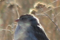 Spizella pallida