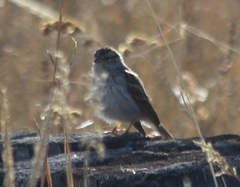 Spizella pallida