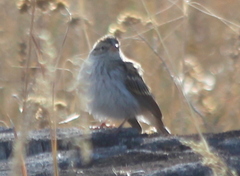 Spizella pallida