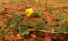 Chamaecrista kunthiana