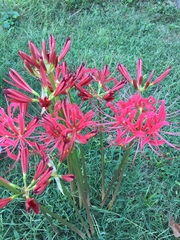 Lycoris