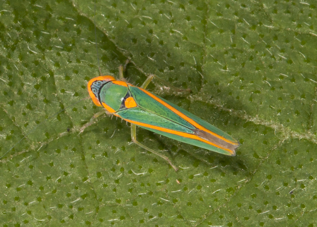 Sibovia pileata