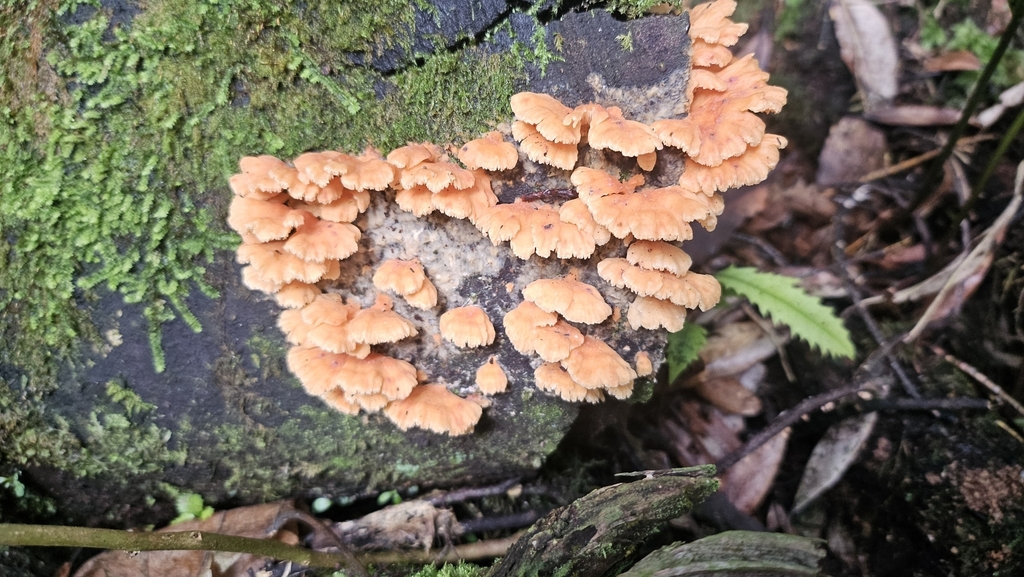Cerrena zonata · June 2025 · photo: © charliethomas (iNaturalist, cc0)