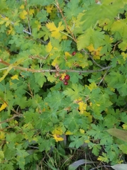 Ribes montigenum