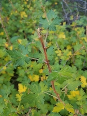 Ribes montigenum