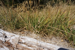 Anthoxanthum nitens nitens