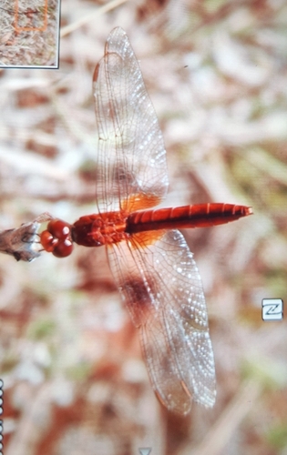 Scarlet Skimmer