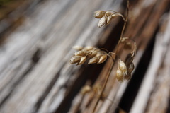 Anthoxanthum nitens nitens