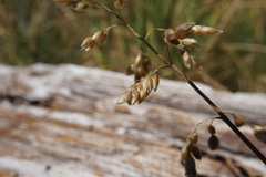 Anthoxanthum nitens nitens