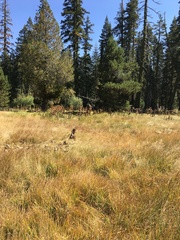 Anthoxanthum nitens nitens