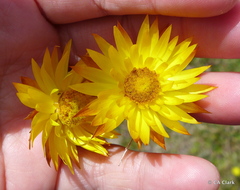 Xerochrysum subundulatum