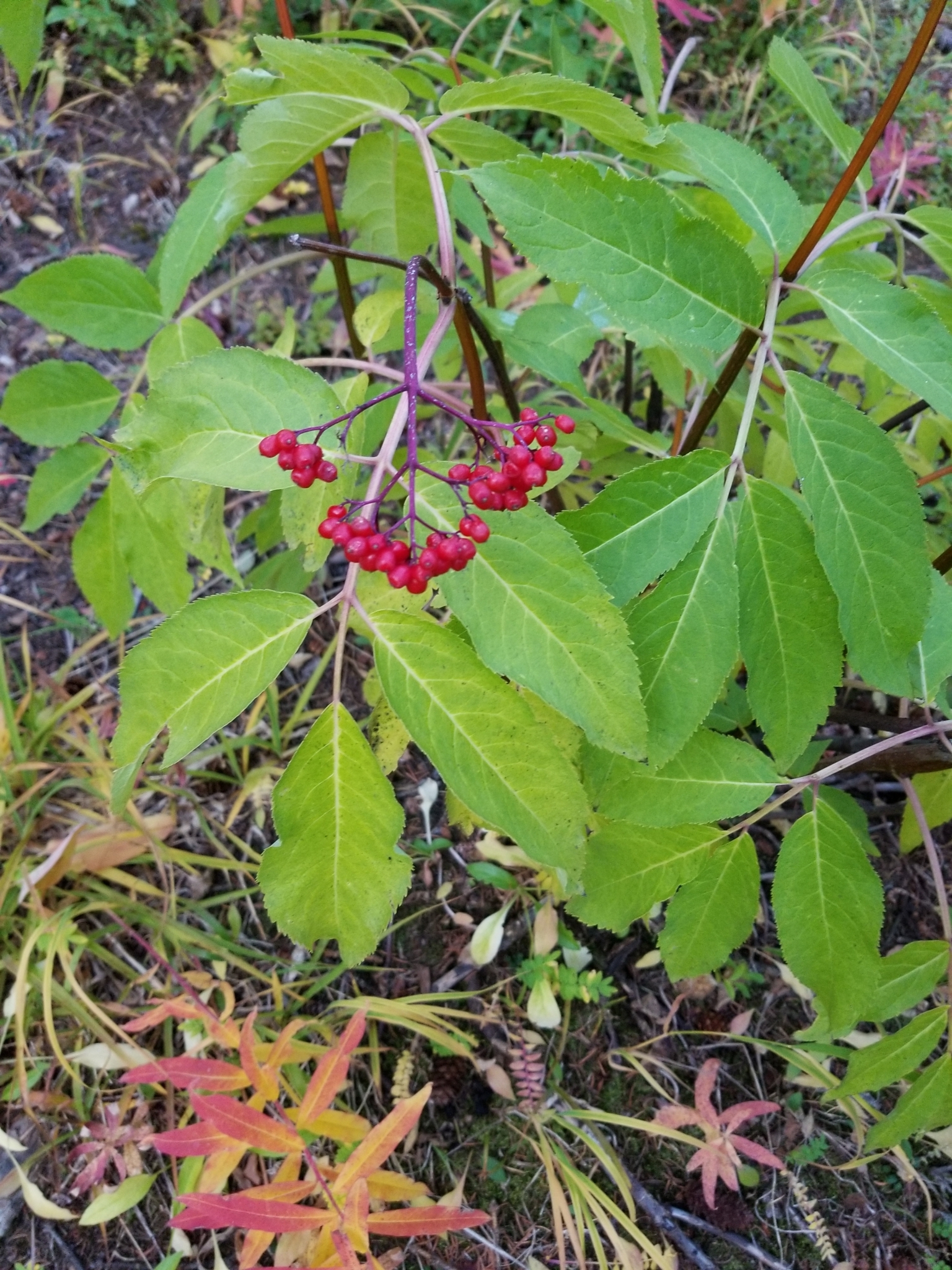 Roter Holunder (Sambucus racemosa): Herkunft und Verwendung — foto 3