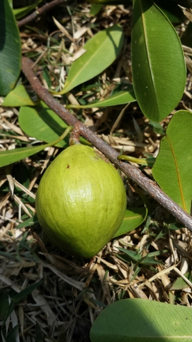 Chrysophyllum fenerivense