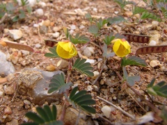 Chamaecrista serpens