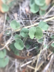 Dichondra donelliana