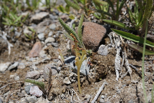 Image of Upswept Moonwort (Botrychium ascendens) by (c) Matt Berger, some rights reserved (CC BY)