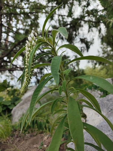 Lysimachia barystachys iNat (3)