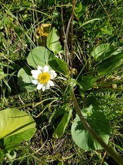 Caltha chionophila