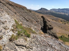 Botrychium ascendens