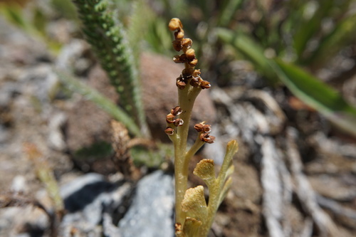 Image of Upswept Moonwort (Botrychium ascendens) by (c) Matt Berger, some rights reserved (CC BY)