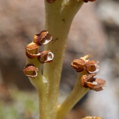 Botrychium ascendens
