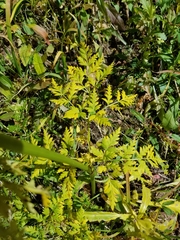 Conioselinum