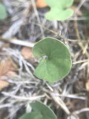 Dichondra donelliana