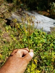 Conioselinum