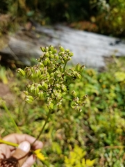 Conioselinum