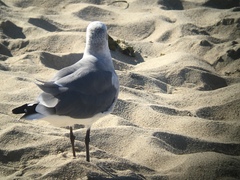Leucophaeus atricilla