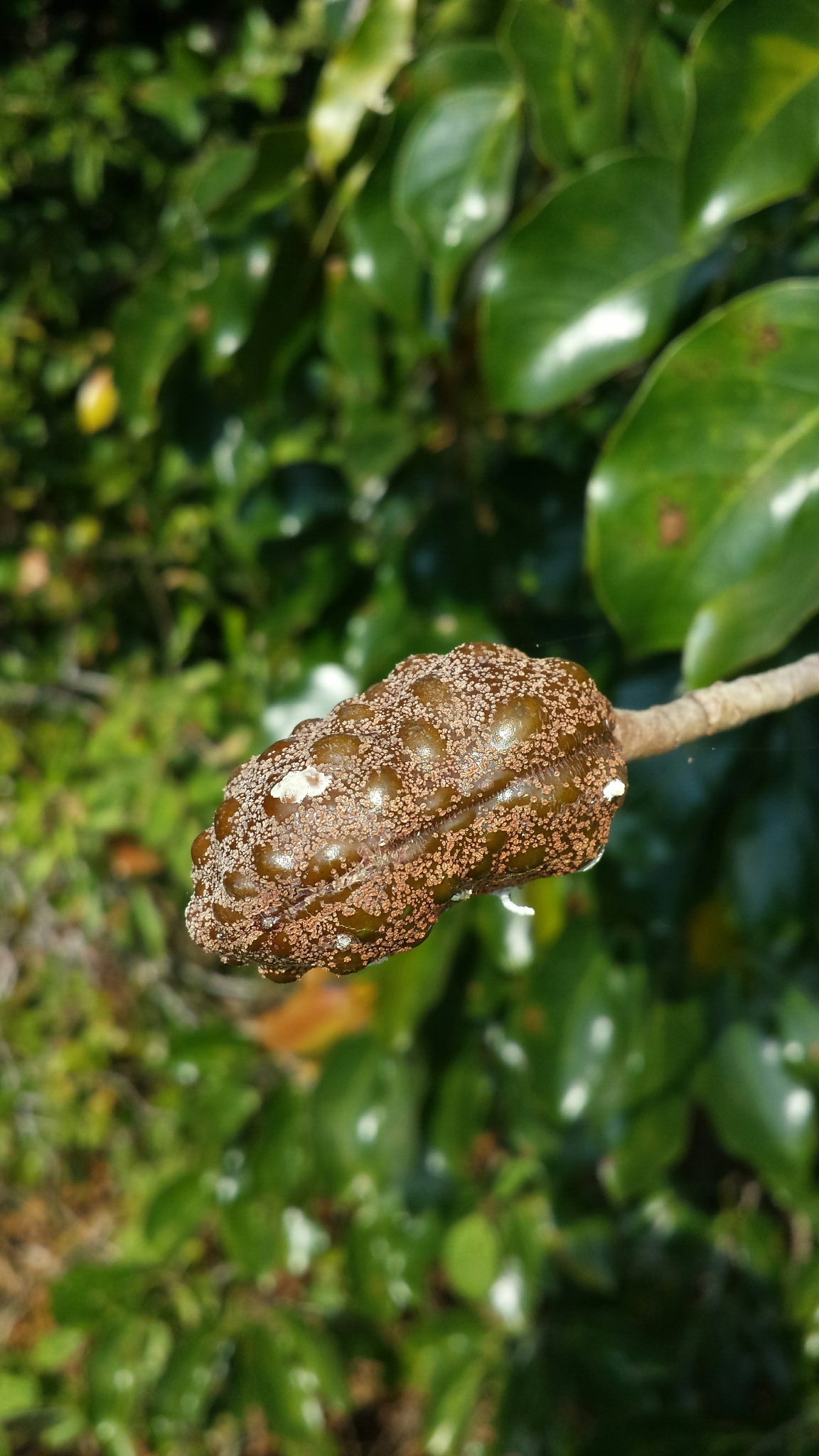 Hymenaea verrucosa