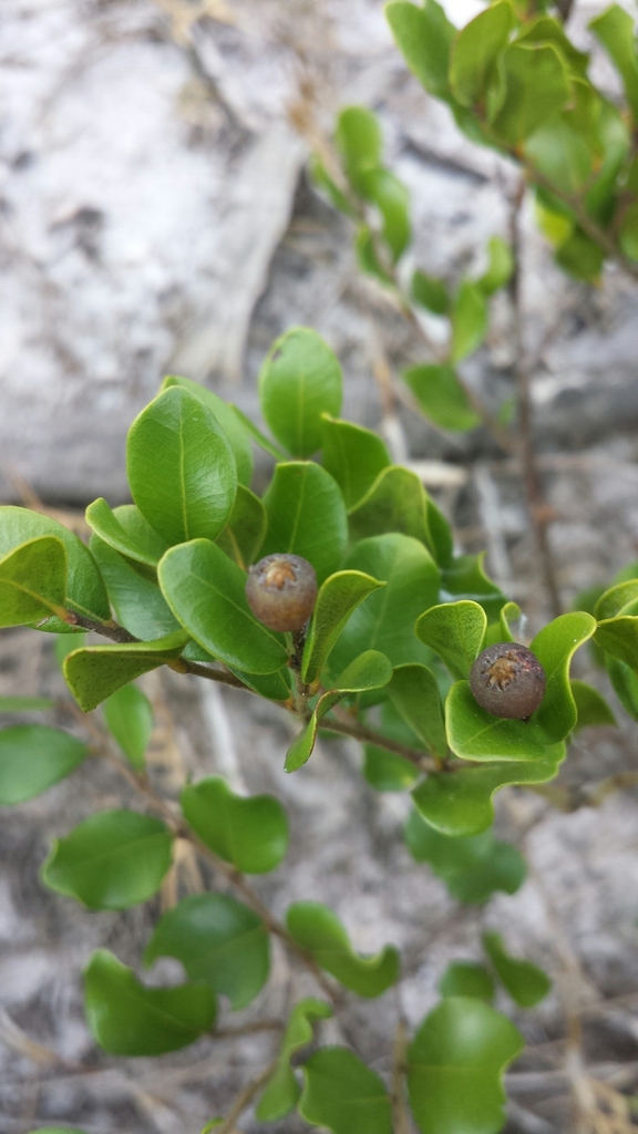 Leptolaena pauciflora