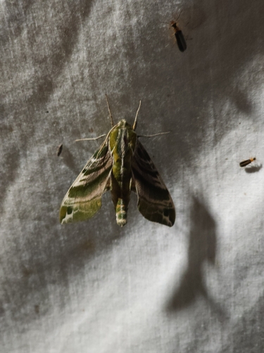 Hydrangea Sphinx photo 5