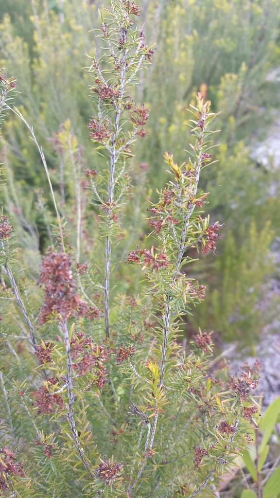 Erica goudotiana