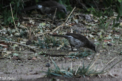 Turdoides hartlaubii