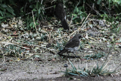 Turdoides hartlaubii