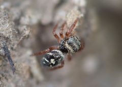 Phidippus
